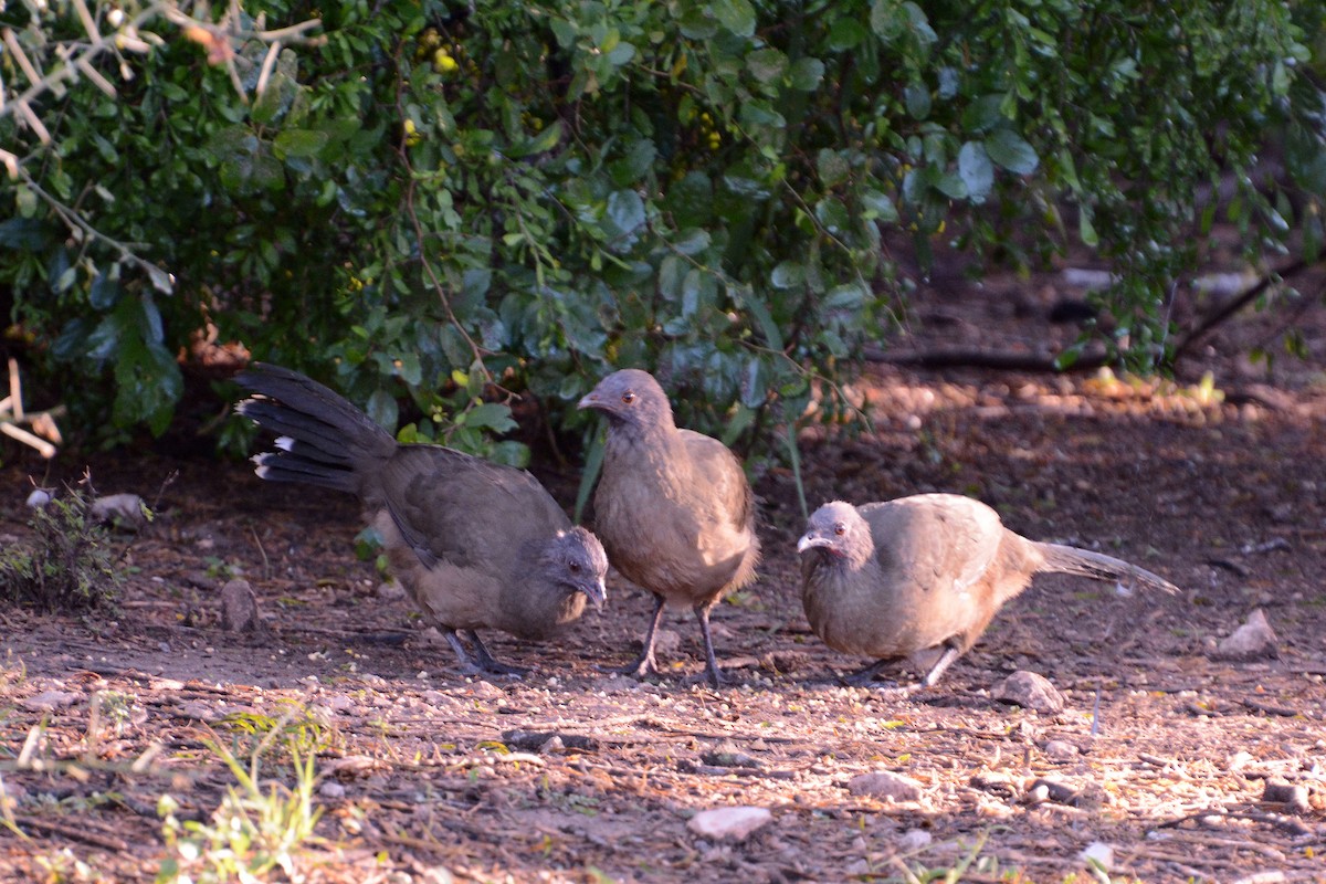 Plain Chachalaca - ML22282701