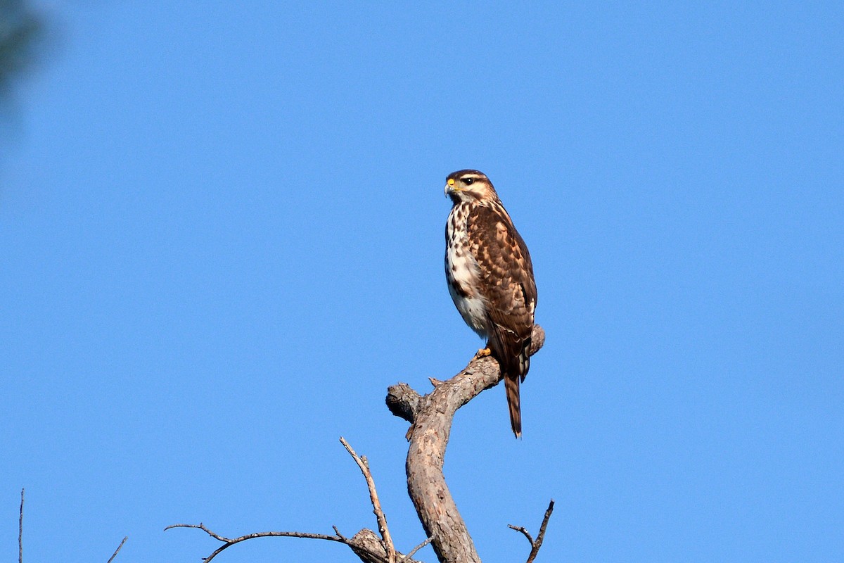 Gray Hawk - ML22282721