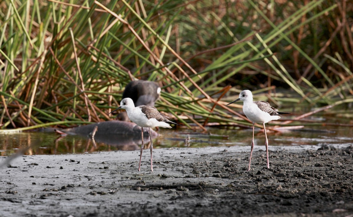 Pied Stilt - ML222827581