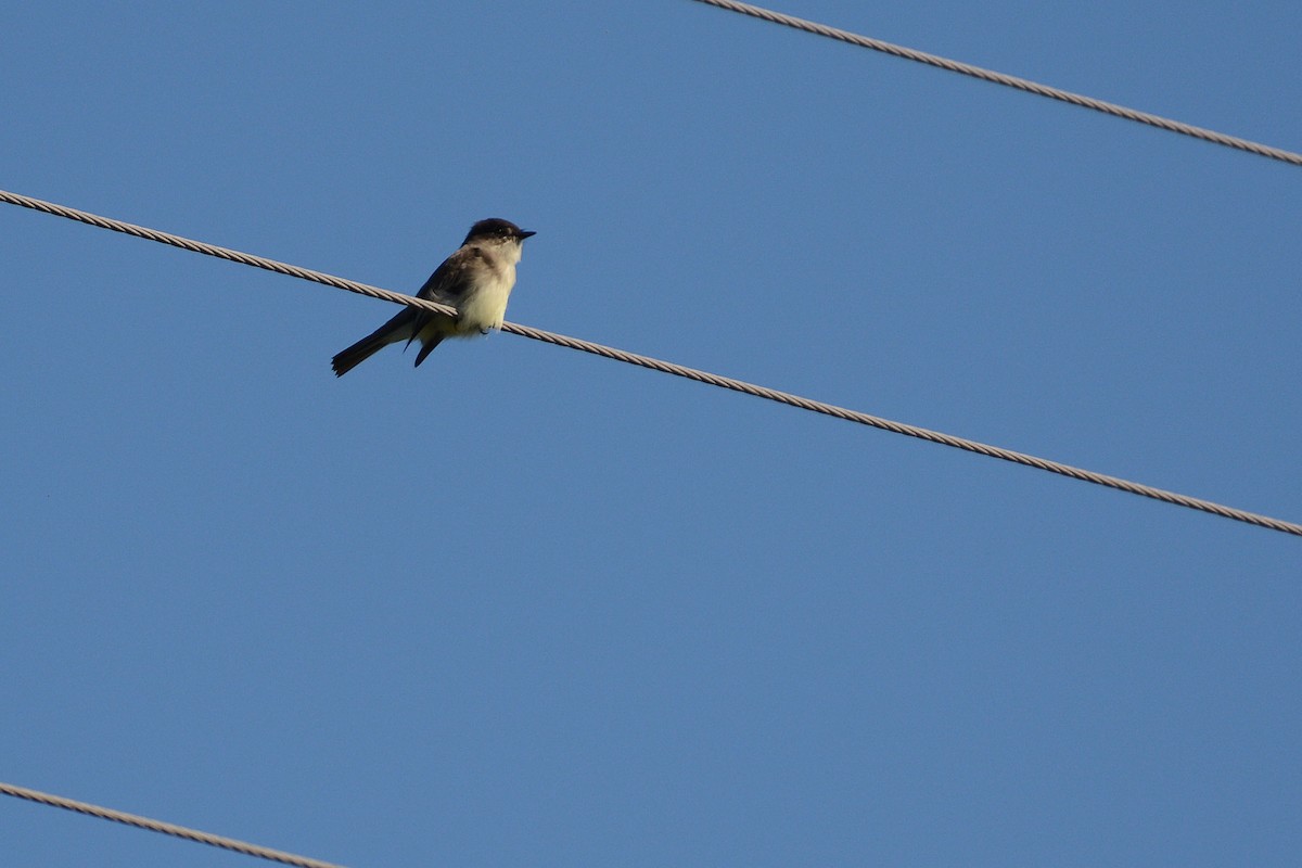 Eastern Phoebe - ML22282881