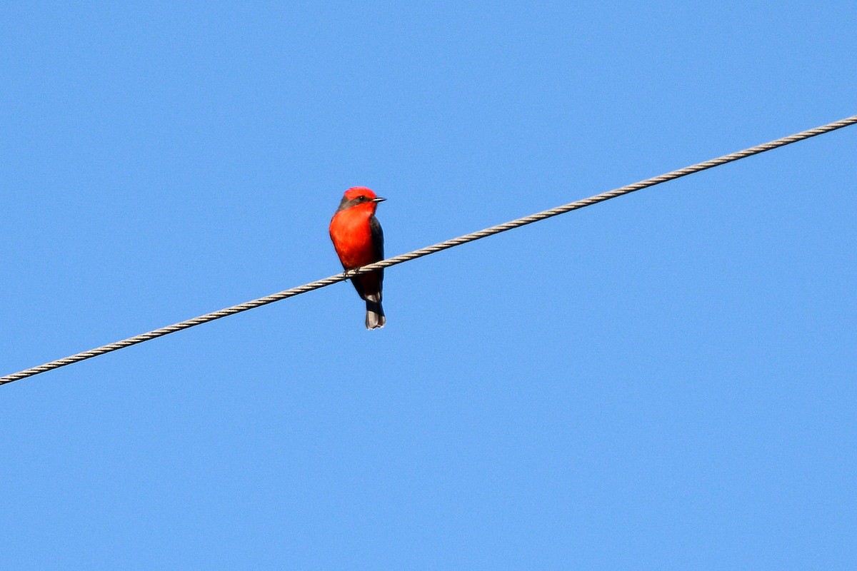 Vermilion Flycatcher - ML22282951