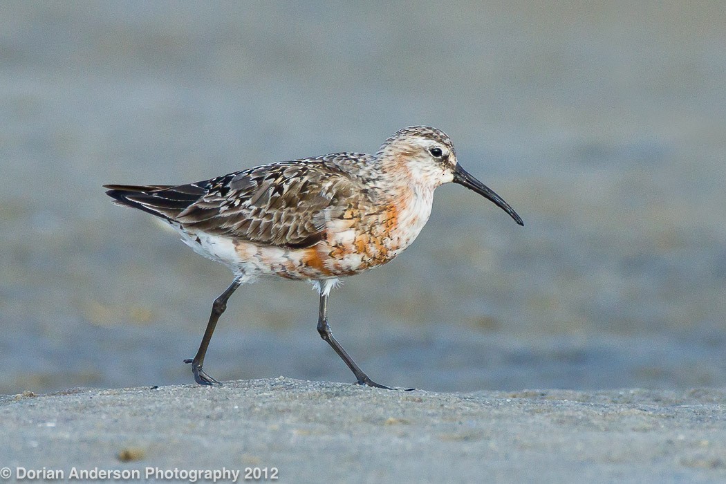 Curlew Sandpiper - Dorian Anderson