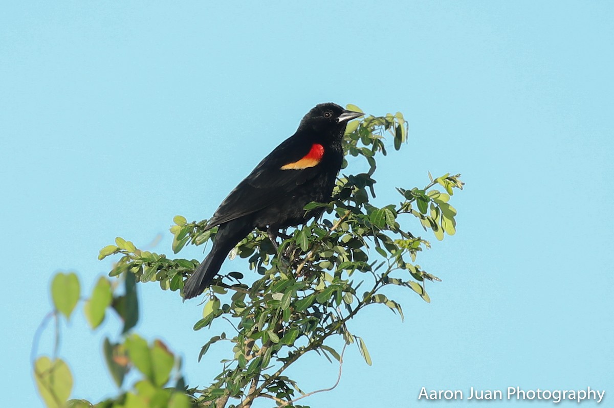 Red-winged Blackbird - ML222830241