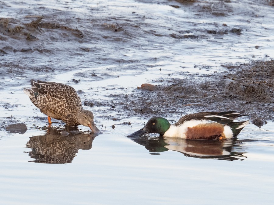 Northern Shoveler - Eleanor H Sarren