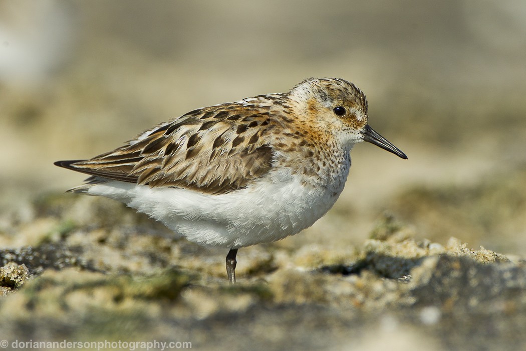 Little Stint - Dorian Anderson