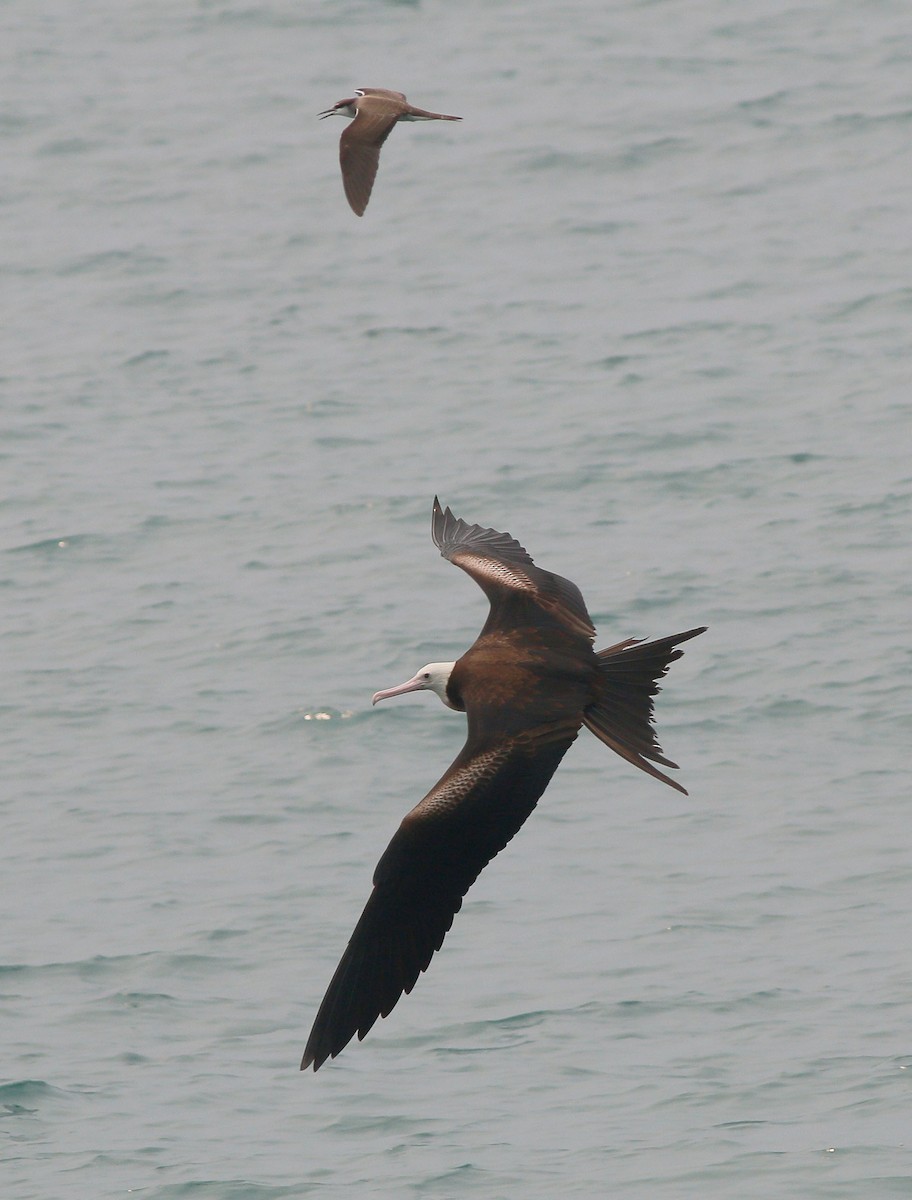 Great Frigatebird - Neoh Hor Kee