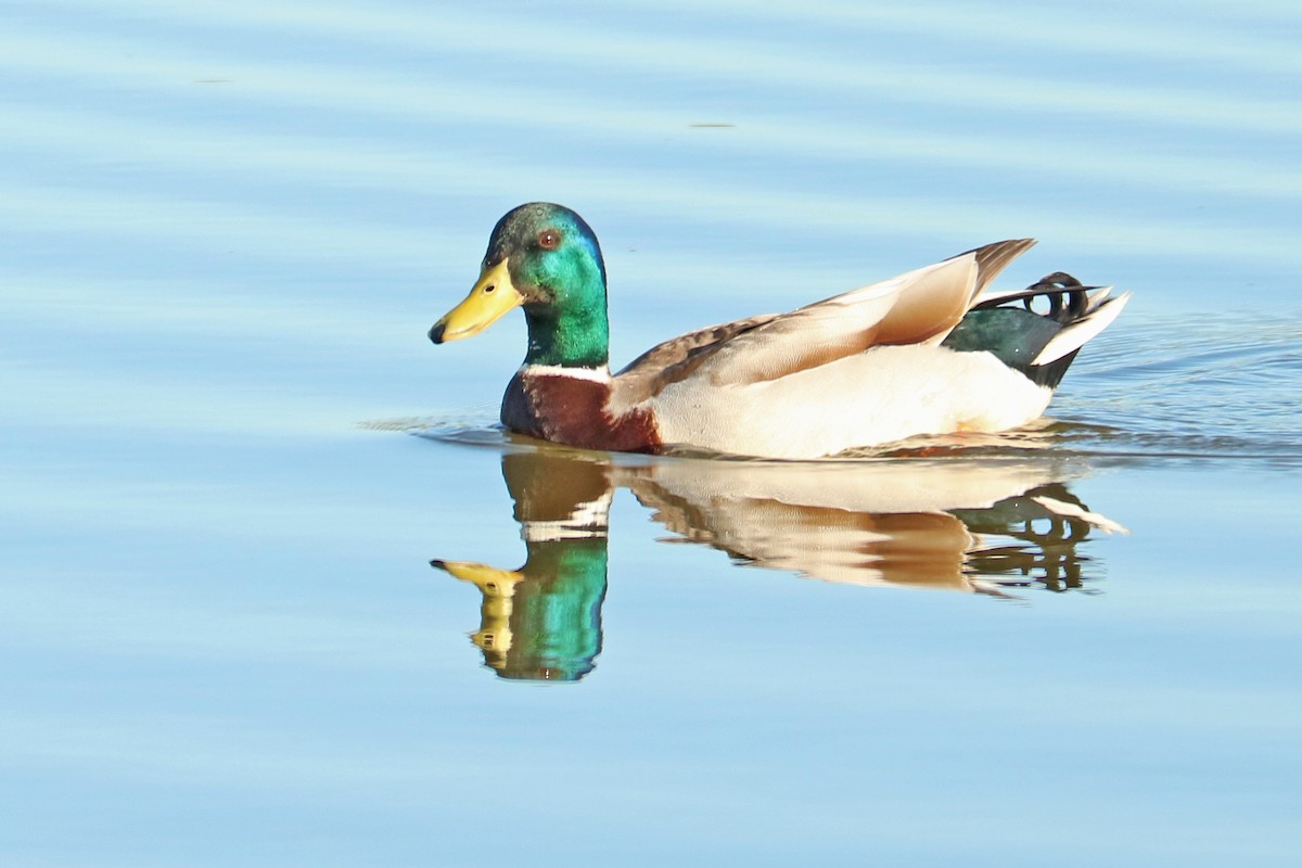 Зэрлэг нугас - ML222835571