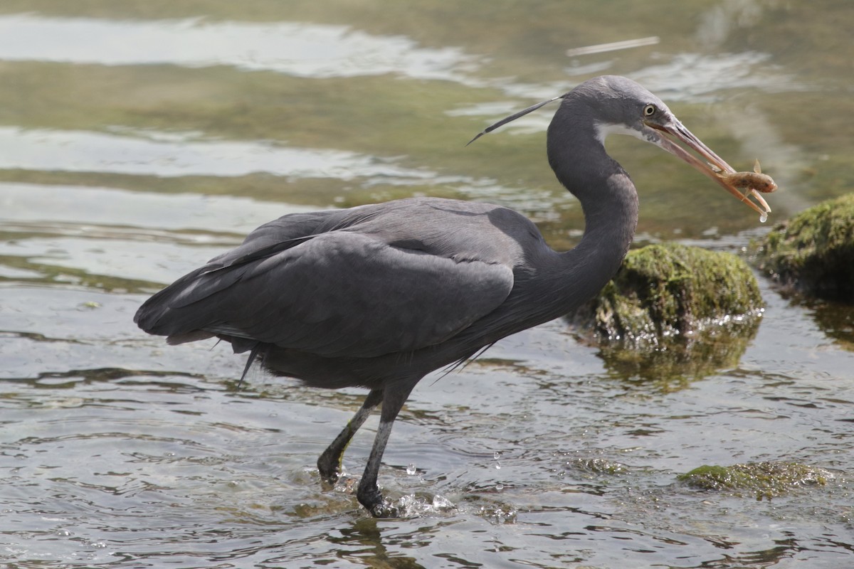 Western Reef-Heron - ML222835641
