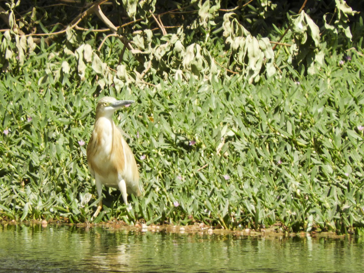 Squacco Heron - Georgina Cole