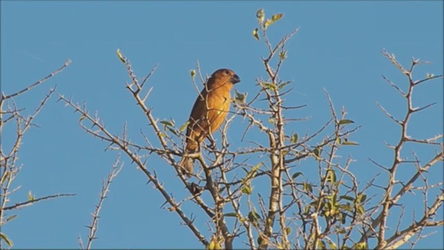 Ultramarine Grosbeak - ML222836701