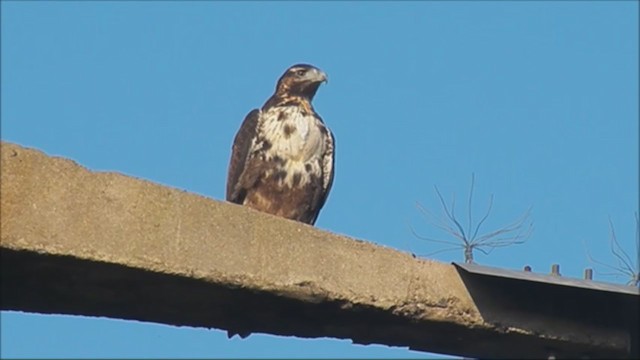 White-tailed Hawk - ML222836721