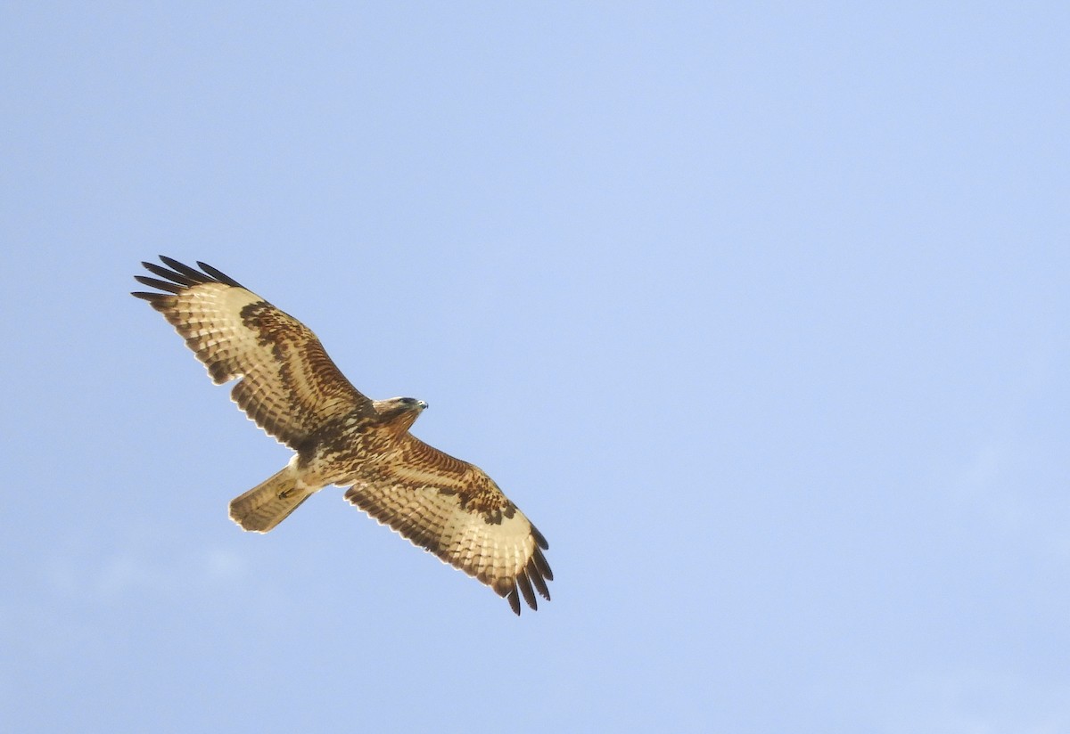 Common Buzzard - Georgina Cole