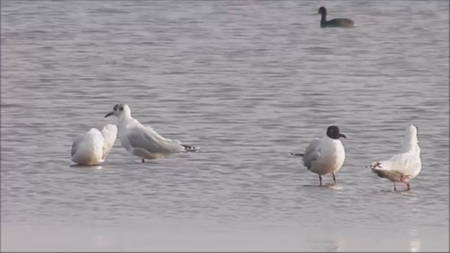 Brown-hooded Gull - ML222837231