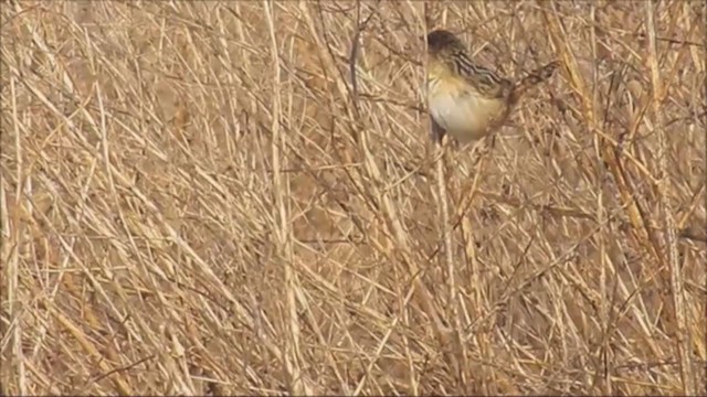 Grass Wren - ML222837541