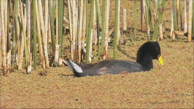 Foulque à front rouge - ML222837771