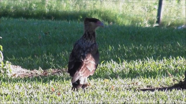 Crested Caracara (Southern) - ML222838411