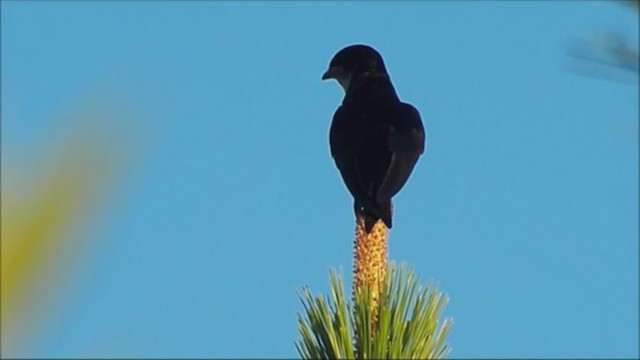 Golondrina Pechigrís - ML222838481