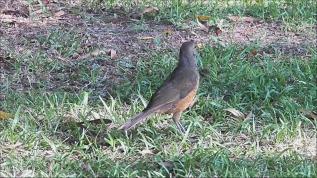 Rufous-bellied Thrush - ML222838671