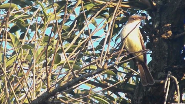 Swainson's Flycatcher - ML222838921