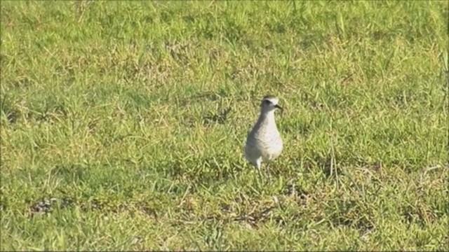 American Golden-Plover - ML222839201