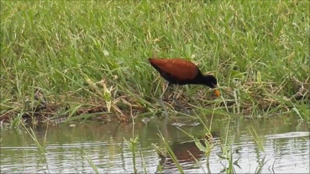 Wattled Jacana - ML222839301