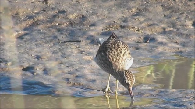 חופית כהת-חזה - ML222839341