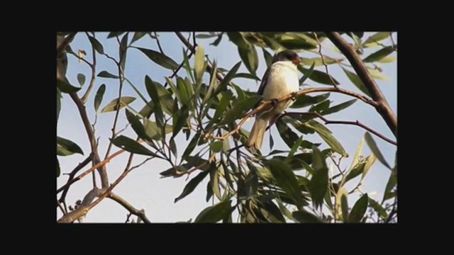 White-bellied Seedeater - ML222840181