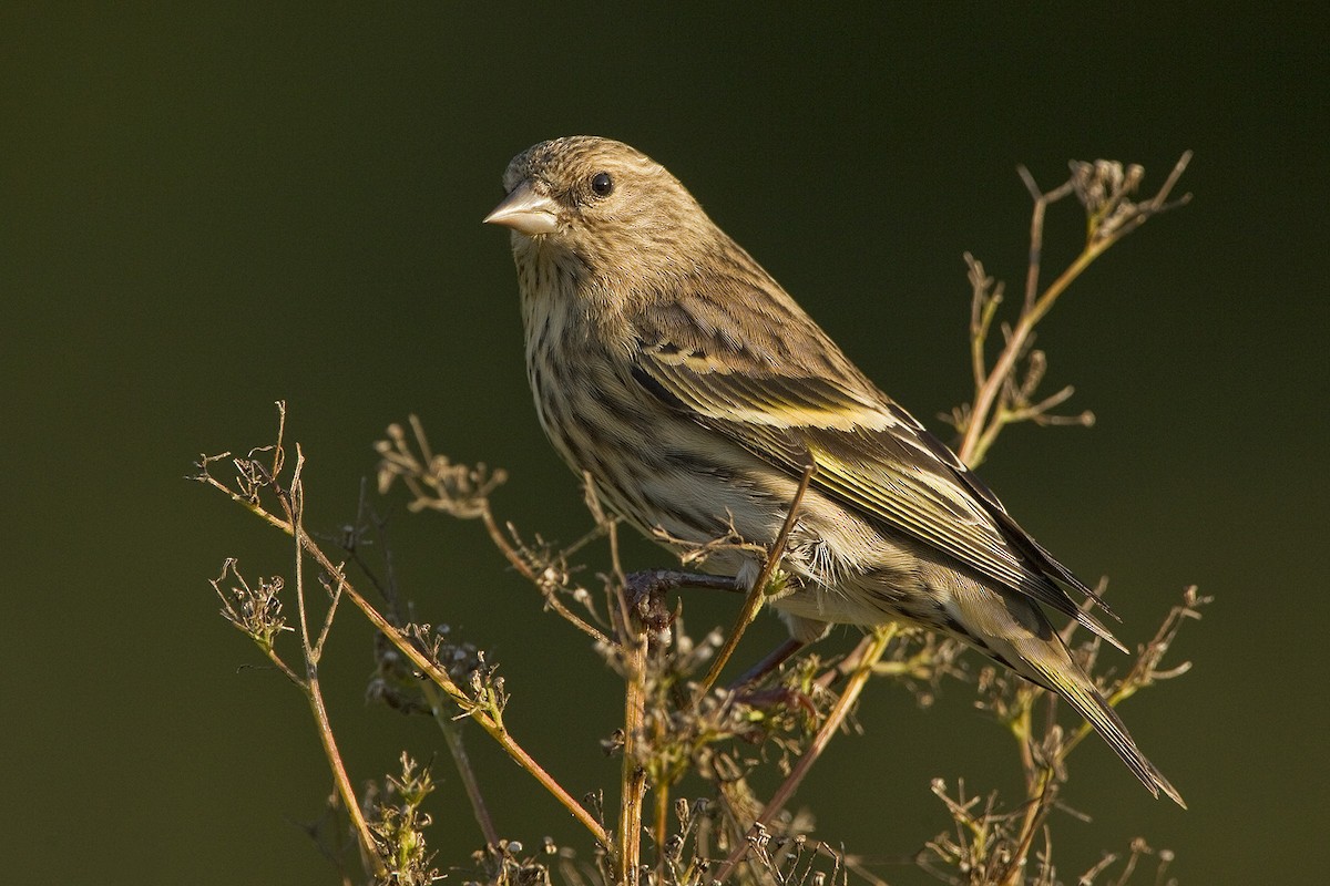 Pine Siskin - Bob MacDonnell