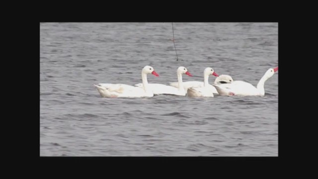 Coscoroba Swan - ML222840761