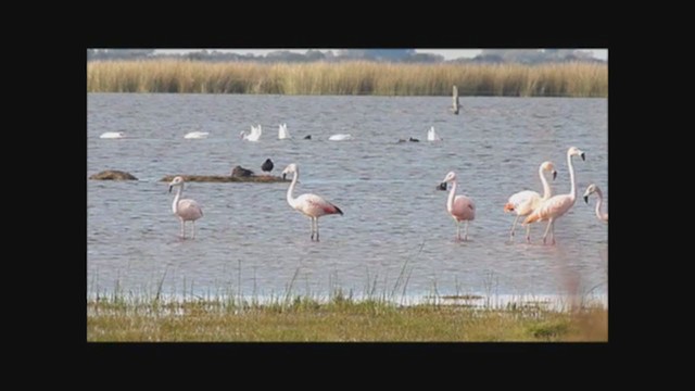 Chilean Flamingo - ML222840791