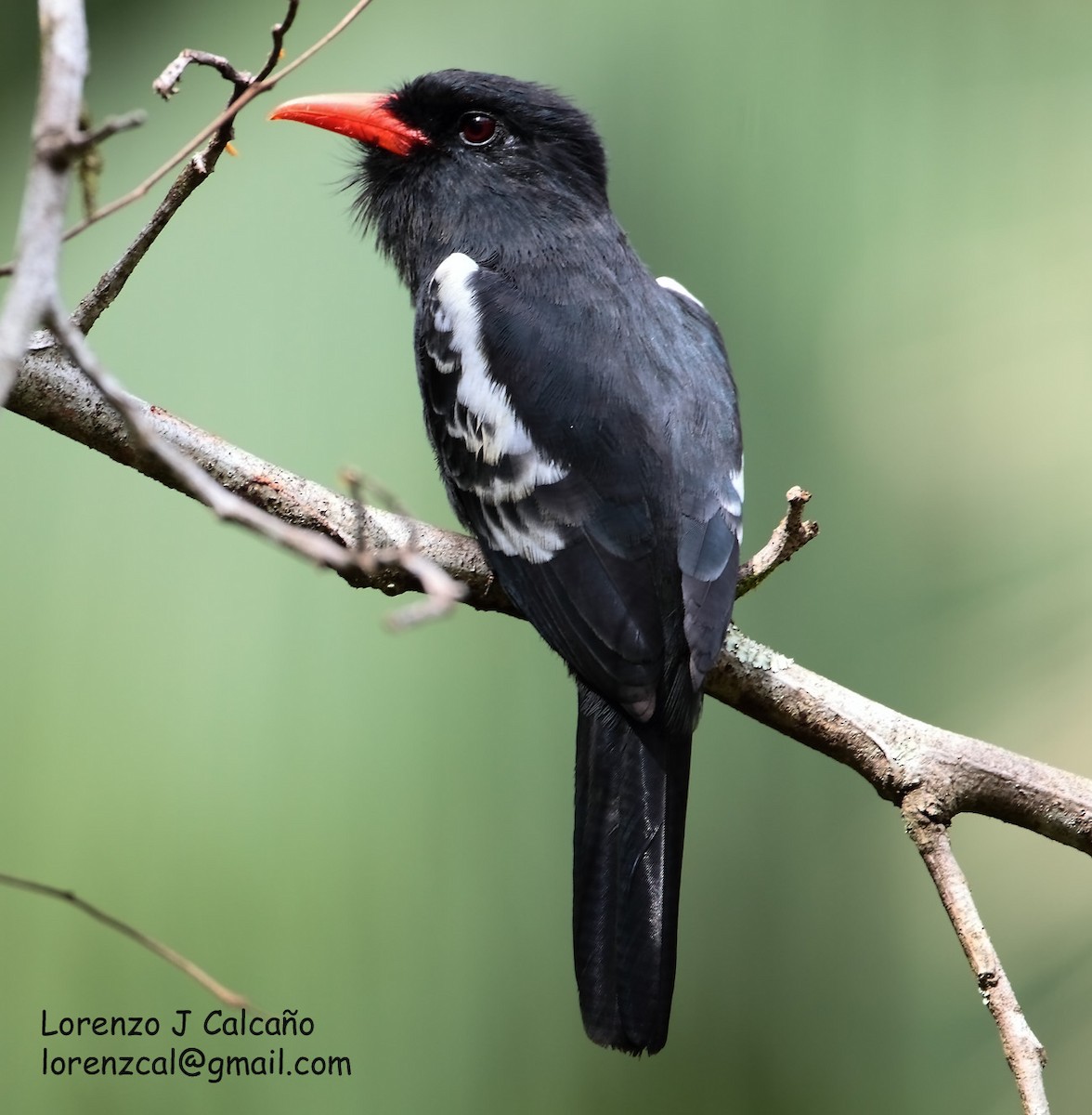 Black Nunbird - ML222840801