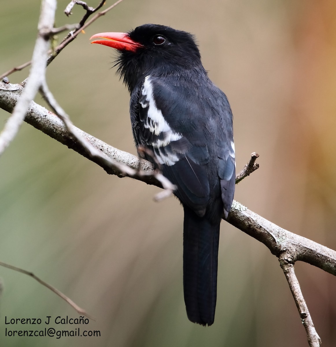 Black Nunbird - ML222840811