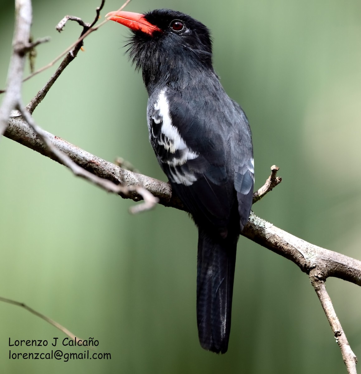 Black Nunbird - ML222840851