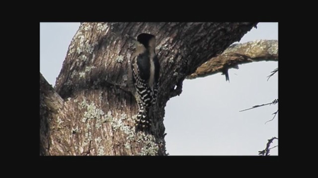 White-fronted Woodpecker - ML222841171