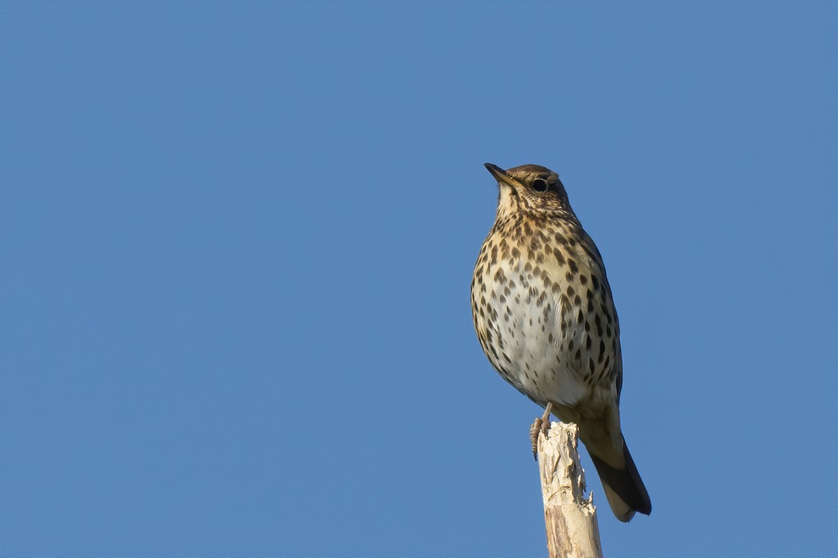 Song Thrush - ML222841221