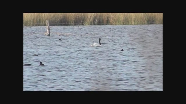 Black-necked Swan - ML222841711