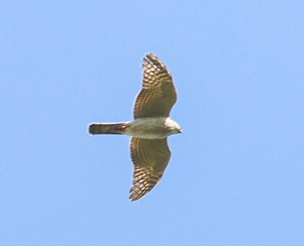Eurasian Sparrowhawk - ML222841861
