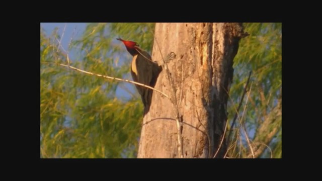 Cream-backed Woodpecker - ML222842461