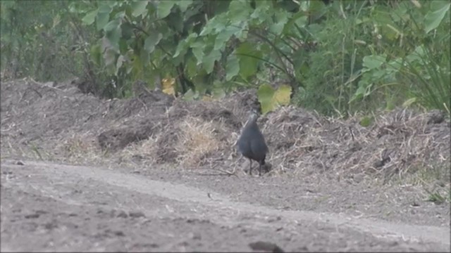 Ash-throated Crake - ML222842881