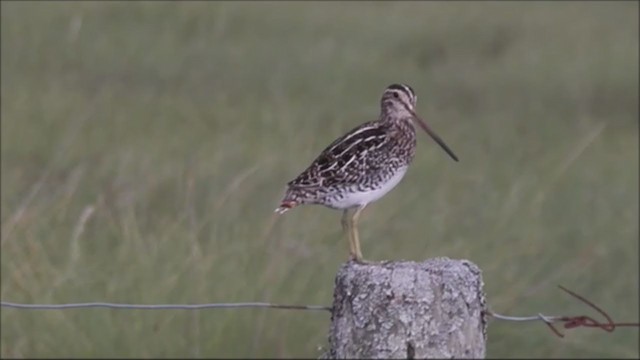 Pantanal Snipe - ML222843231