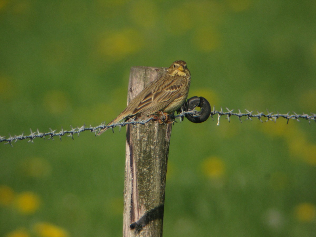 Corn Bunting - Brad Carlson