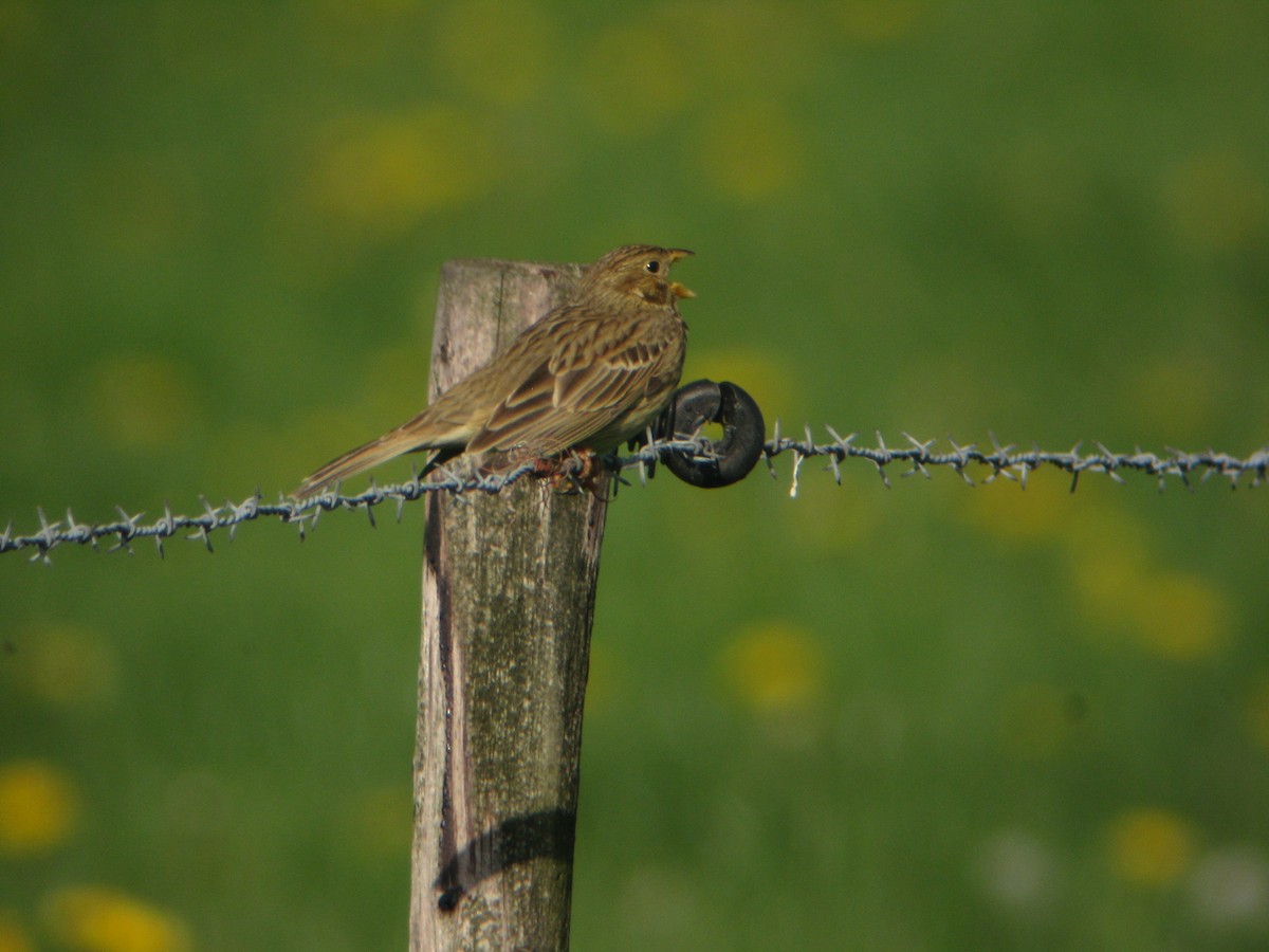 Corn Bunting - ML222843751