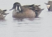 Blue-winged Teal - ML222844261