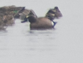 Blue-winged Teal - ML222844271