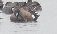 Blue-winged Teal - ML222844281