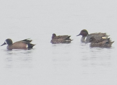 Blue-winged Teal - ML222844291