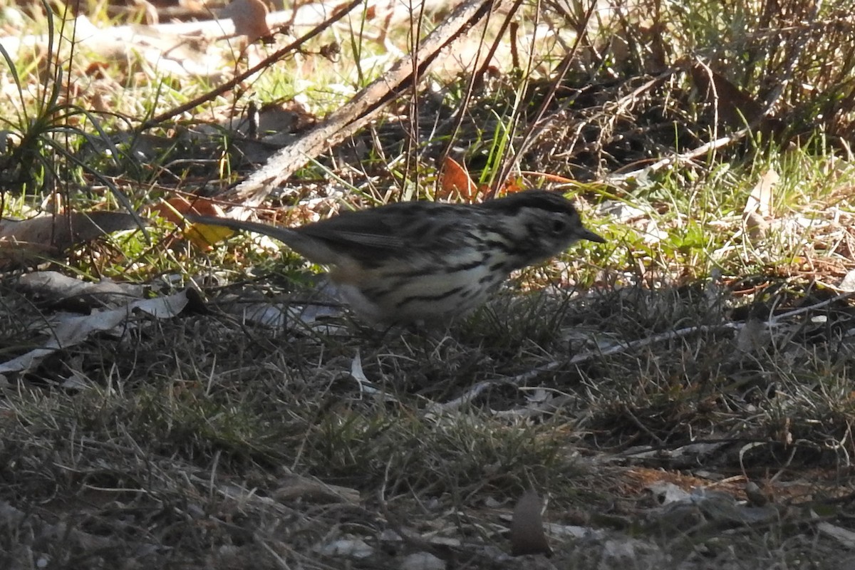 Speckled Warbler - Deb & Rod R