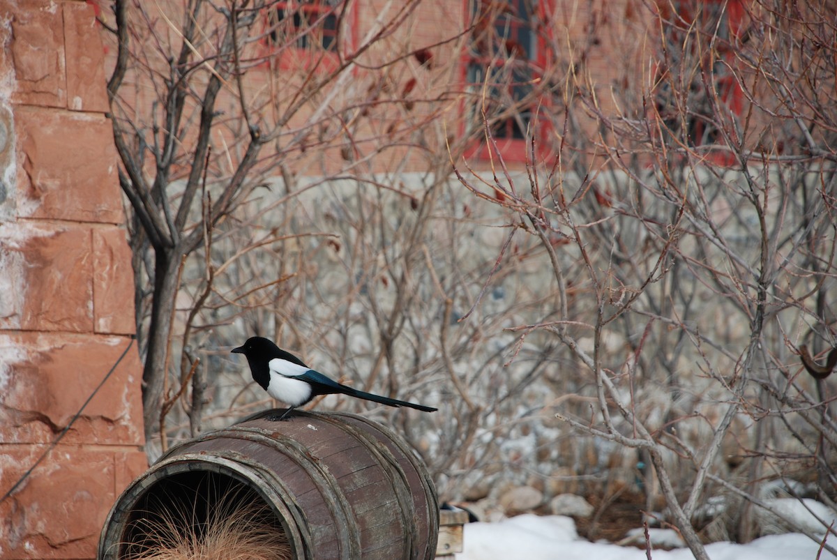 Black-billed Magpie - ML222847451