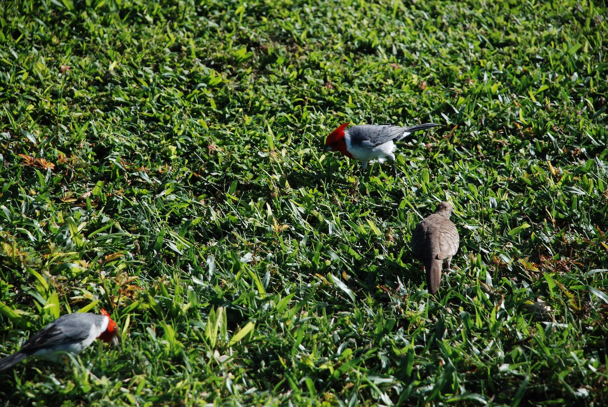 Red-crested Cardinal - ML222847591