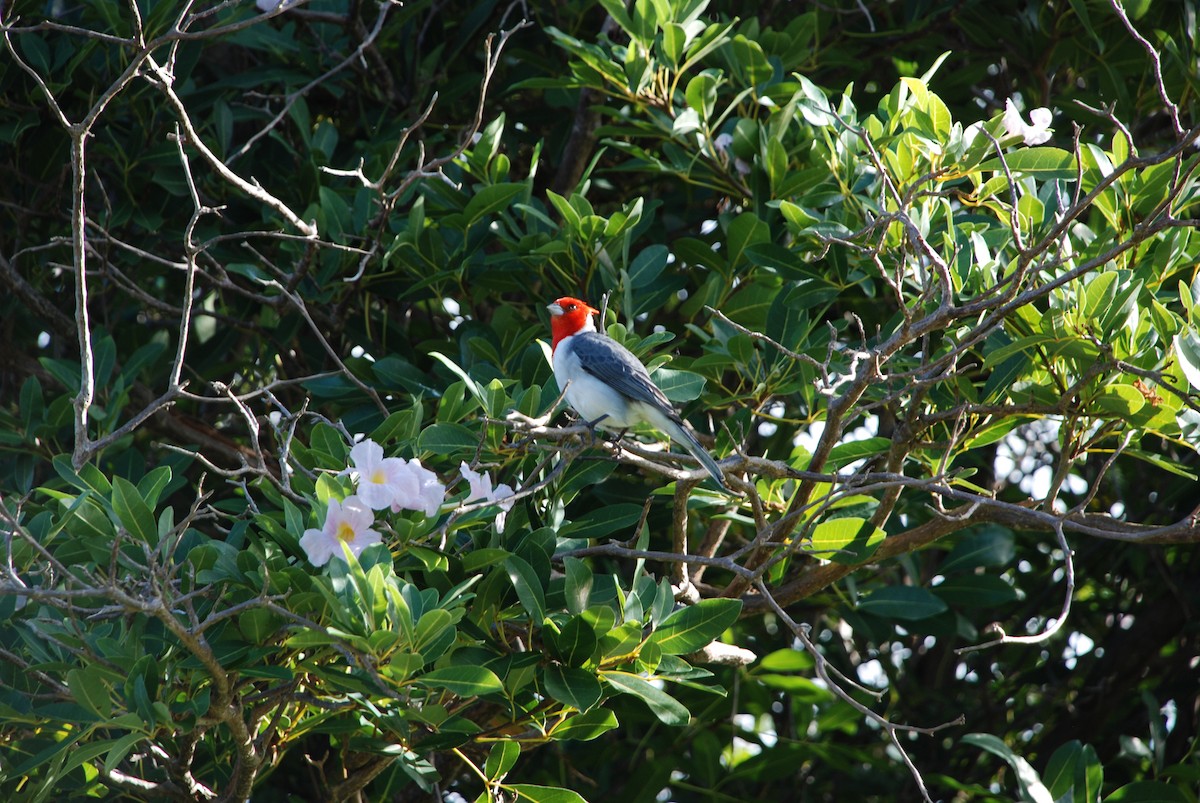 Red-crested Cardinal - ML222847601